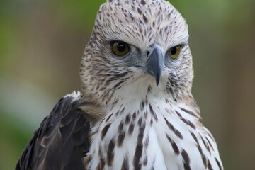 portrait of an eagle