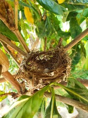 A bird's nest on a branch. There are bird eggs in the nest.