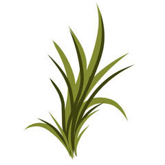 Grass illustration