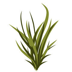 Grass illustration