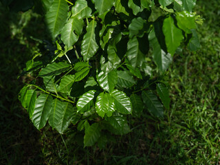 Green leaves of coffee plants.