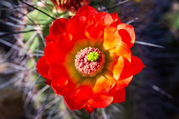 Scarlet Hedgehog Cactus Flower Closeup Macro. Close up of cactus flower in bloom with visible...