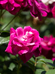 赤紫色の薔薇の花