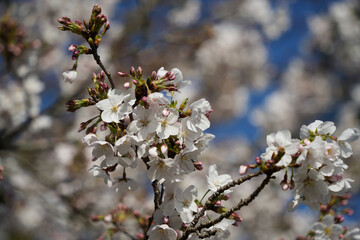 咲き始めた桜の美しさ