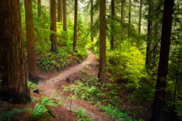 Forest park - Redwood observation deck © JulieZaremskiy