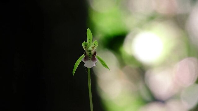 暗い背景に浮かぶイチヨウランの可憐な花 【山野草・ラン】イチヨウラン（一葉蘭）：Dactylostalix ringens　240502-1