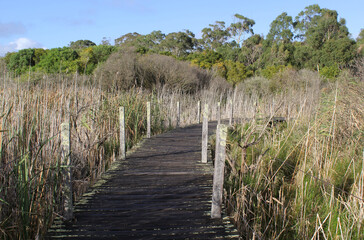 Fototapeta premium Wooden boardwalk through wetlands with reeds, grass and trees at Tower Hill Wildlife Reserve near Warrnambool in Victoria, Australia