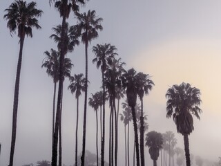 Palm trees and foggy sunrise on the beachfront of Santa Barbara, California, United States of America.