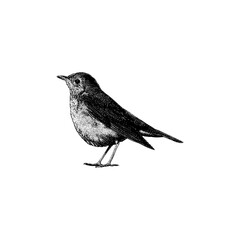 Veery hand drawing vector isolated on background.	