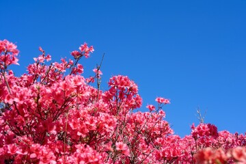 青空バックに見上げる鮮やかなピンクの満開のツツジ