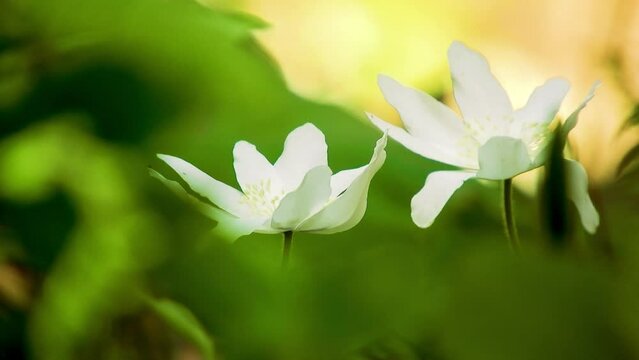 【山野草】キクザキイチゲ （菊咲一華／菊咲一花）： Anemone pseudo-altaica　240426-1