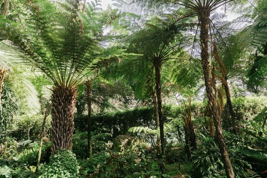 Trees and ferns in botanical gardens in Santa Barbara, California, United States of America.