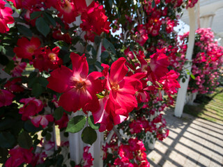 鮮やかな赤色の薔薇