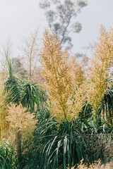 Plants in botanical gardens in Santa Barbara, California, United States of America.
