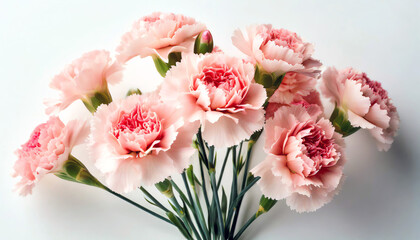 Bouquet of pink carnations on simple white background