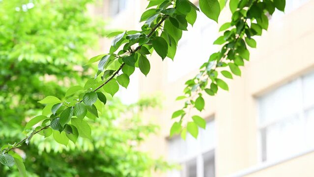 新緑の緑と学校の校舎