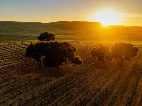 Vineyard grapvines in wine country at sunset. Santa Maria, California, United States of America. - Powered by Adobe