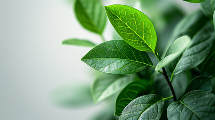 Obraz premium A close-up shot of fresh green leaves with a soft focus background, highlighting vibrant plant life.