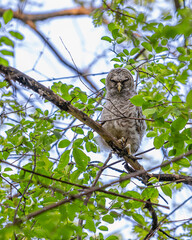 A barred owlet is sitting on a tree branch in spring time