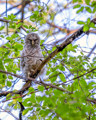 A barred owlet is sitting on a tree branch in spring time