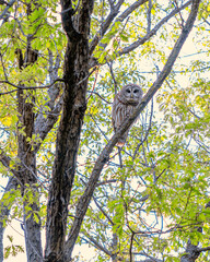 A barred owl is sitting on a tree branch in spring time