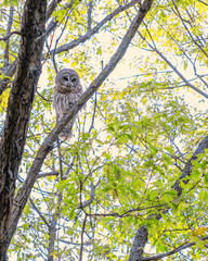 A barred owl is sitting on a tree branch in spring time
