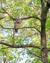 A barred owl is sitting on a tree branch in spring time