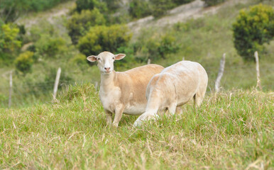 Obraz premium A group of great white dorper Sheep grazing on the farm's green pastures