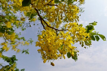 Beautiful Golden shower, Golden Rain.