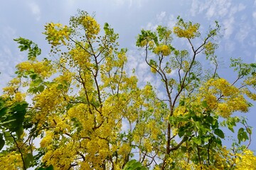 Beautiful Golden shower, Golden Rain.