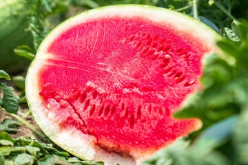"A Freshly Cut Watermelon Slice" 