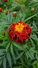 red marigold flower in the park