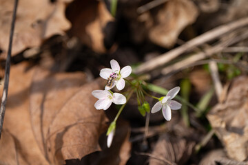 Claytonia virginica, the Virginia spring beauty, eastern spring beauty, grass-flower narrow leaf spring beauty, or fairy spud, is an herbaceous perennial plant in the family Montiaceae