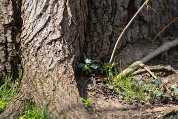 Claytonia virginica, the Virginia spring beauty, eastern spring beauty, grass-flower narrow leaf spring beauty, or fairy spud, is an herbaceous perennial plant in the family Montiaceae