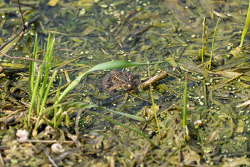 Frog on the pond, frog in the water