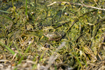 Frog on the pond, frog in the water