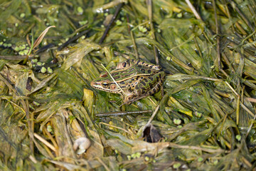 Frog on a pond in the park