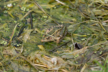 Frog on a pond in the park