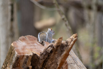 Squirrel on a tree trunk in the forest