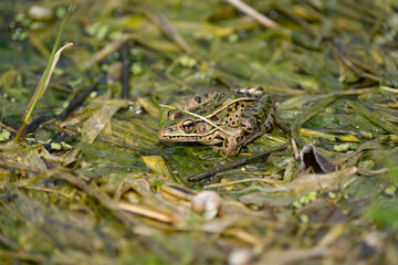 Frog on the pond, frog in the water
