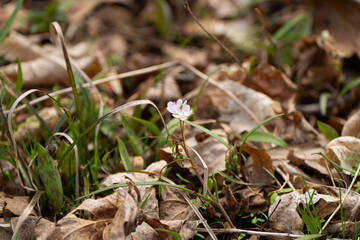 Spring flowers in the forest