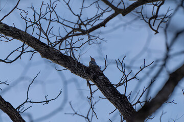 Red-bellied Woodpecker on a tree in the Tawawa Park, Ohio, USA