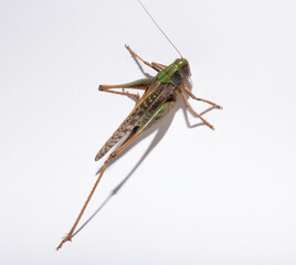 Wart-biter (Decticus verrucivorus) is a bush-cricket in the family Tettigoniidae.  Grasshopper close-up. A female insect on a white background.