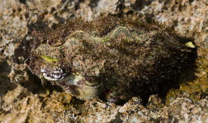 The maxima clam (Tridacna maxima), also known as the small giant clam, is a species of bivalve mollusc. The fauna of the Red Sea.