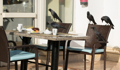 House crow (Corvus splendens), also known as the Indian, greynecked, Ceylon or Colombo crow. A bird...