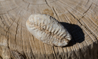 An extinct fossil shell of cypraea cowrie. Mauritia mauritiana, (humpback, chocolate, mourning cowry and Mauritius cowry), is a species of tropical sea snail, a cowry, a marine gastropod mollusc. © Piotr