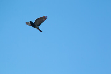 Fototapeta premium bird in flight