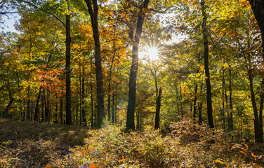 Sunny view of the beautiful fall color of Hobbs State Park-Conservation Area