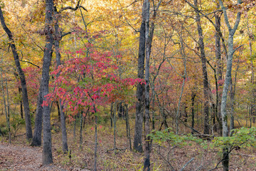 Sunny view of the beautiful fall color of Hobbs State Park-Conservation Area