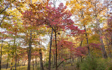 Fototapeta premium Sunny view of the beautiful fall color of Hobbs State Park-Conservation Area